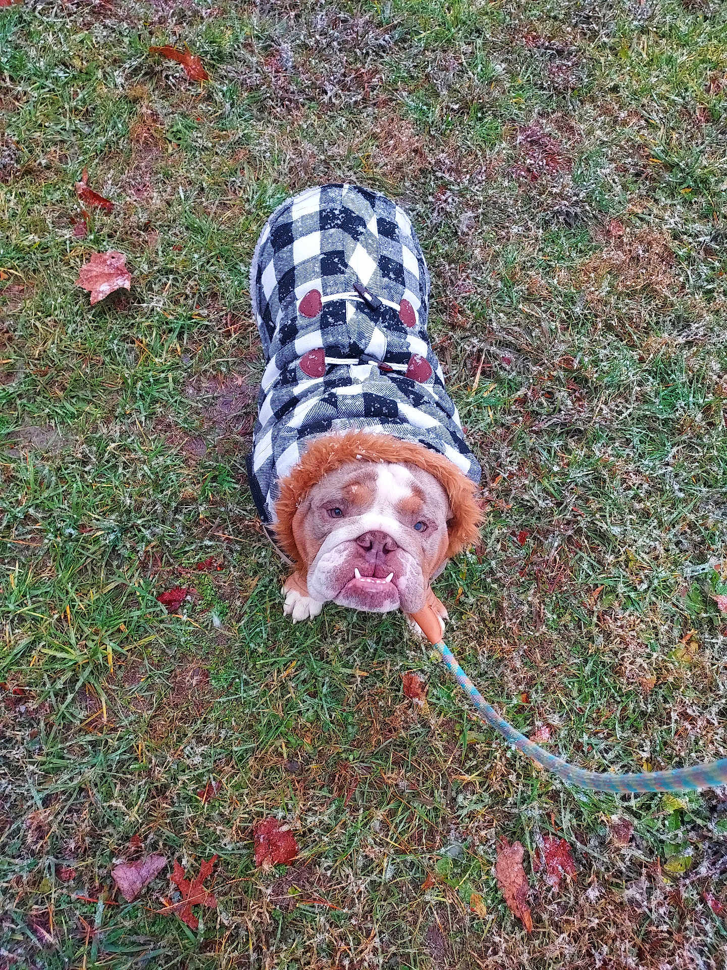 Chunk is registered to the contest to win money with this photo: accessories, animal, boxer, bulldog, canine, dog, face, grass, head, lawn, leaf, outdoors, person, pet, photography, pitbull, plant, portrait, puppy, strap
