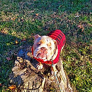Chunk is registered to the contest to win money with this photo: animal, bulldog, canine, cap, clothing, dog, face, grass, hat, head, knitwear, leaf, person, pet, photography, plant, portrait, sweater, tree, treestump