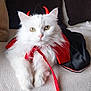 cat, white_cat, fluffy, costume, devil_horns, cape, pet, indoor, couch, relaxed, animal, feline, cute, red, black, fur, whiskers, eyes, domestic_cat, portrait
