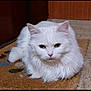 cat, white_cat, fluffy, pet, animal, indoor, doormat, fur, cute, lying_down, ears, whiskers, pink_nose, eyes, portrait, mammal, domestic_animal, resting, face, feline