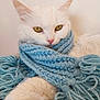 cat, white_cat, animal, pet, scarf, blue_scarf, knitwear, cozy, feline, closeup, portrait, soft_texture, indoor, cute, fluffy, relaxed, warm, winter, yellow_eyes, whiskers