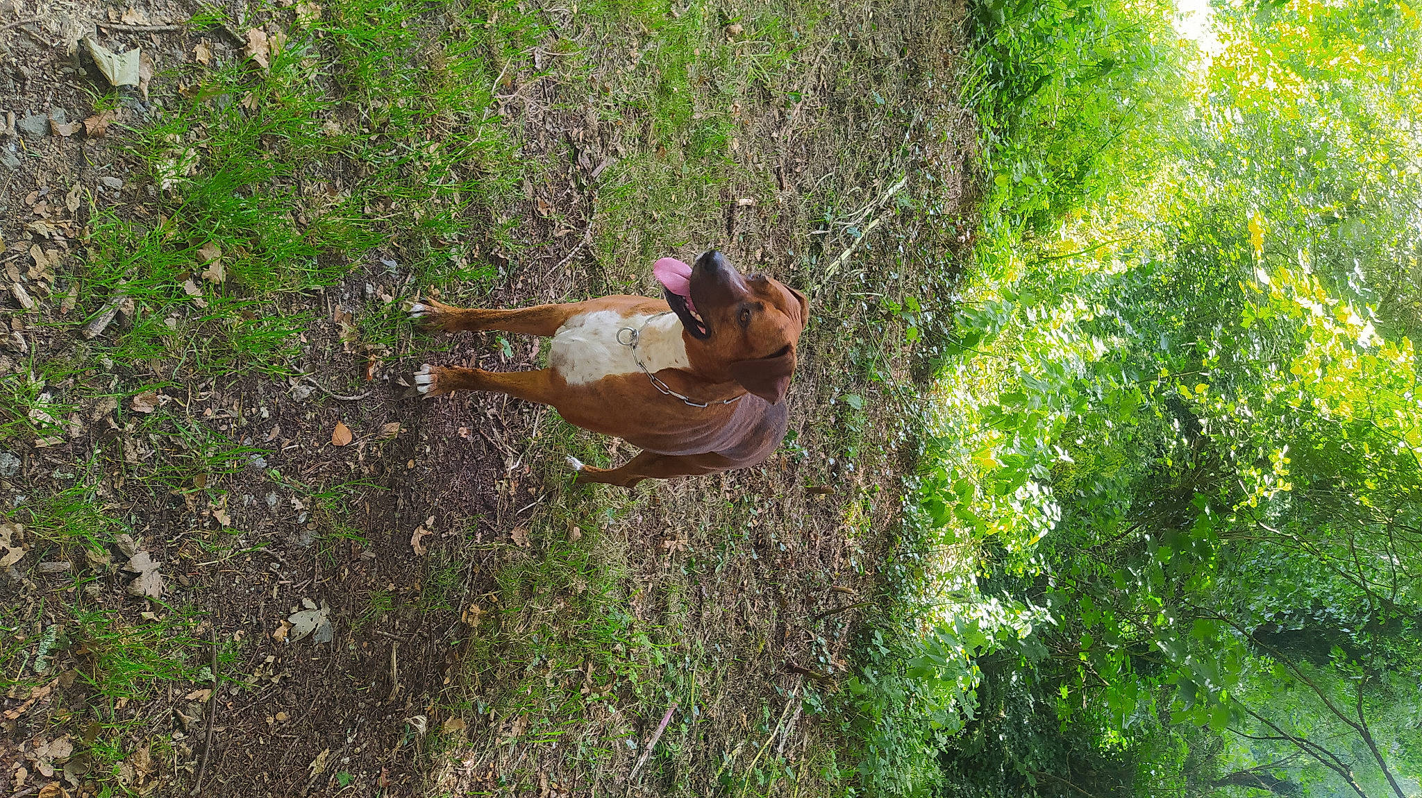 Krypto a rejoint le concours — aidez-le/la à gagner de superbes lots ! fawn, forest, grass, grass_family, grassland, groundcover, landscape, leisure, meadow, natural_landscape, pasture, people_in_nature, plant, plant_community, shrub, shrubland, soil, tree, trunk, wood