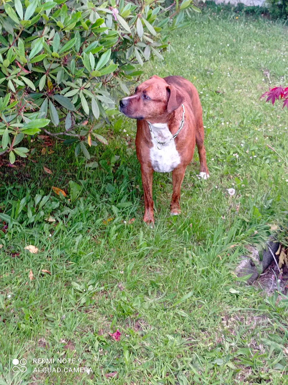 Krypto participe au concours pour gagner de l'argent avec cette photo : canidae, carnivore, companion_dog, dog, dog_breed, fawn, grass, groundcover, gun_dog, hunting_dog, liver, plant, pointing_breed, snout, sporting_group, tail, terrestrial_animal, working_animal