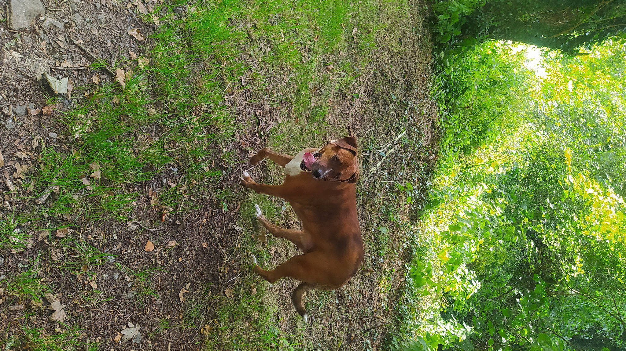 Krypto participe au concours pour gagner de l'argent avec cette photo : canidae, carnivore, companion_dog, dog, dog_breed, fawn, forest, grass, groundcover, jungle, plant, shrub, snout, sporting_group, tail, terrestrial_animal, tree, trunk, wood, working_animal