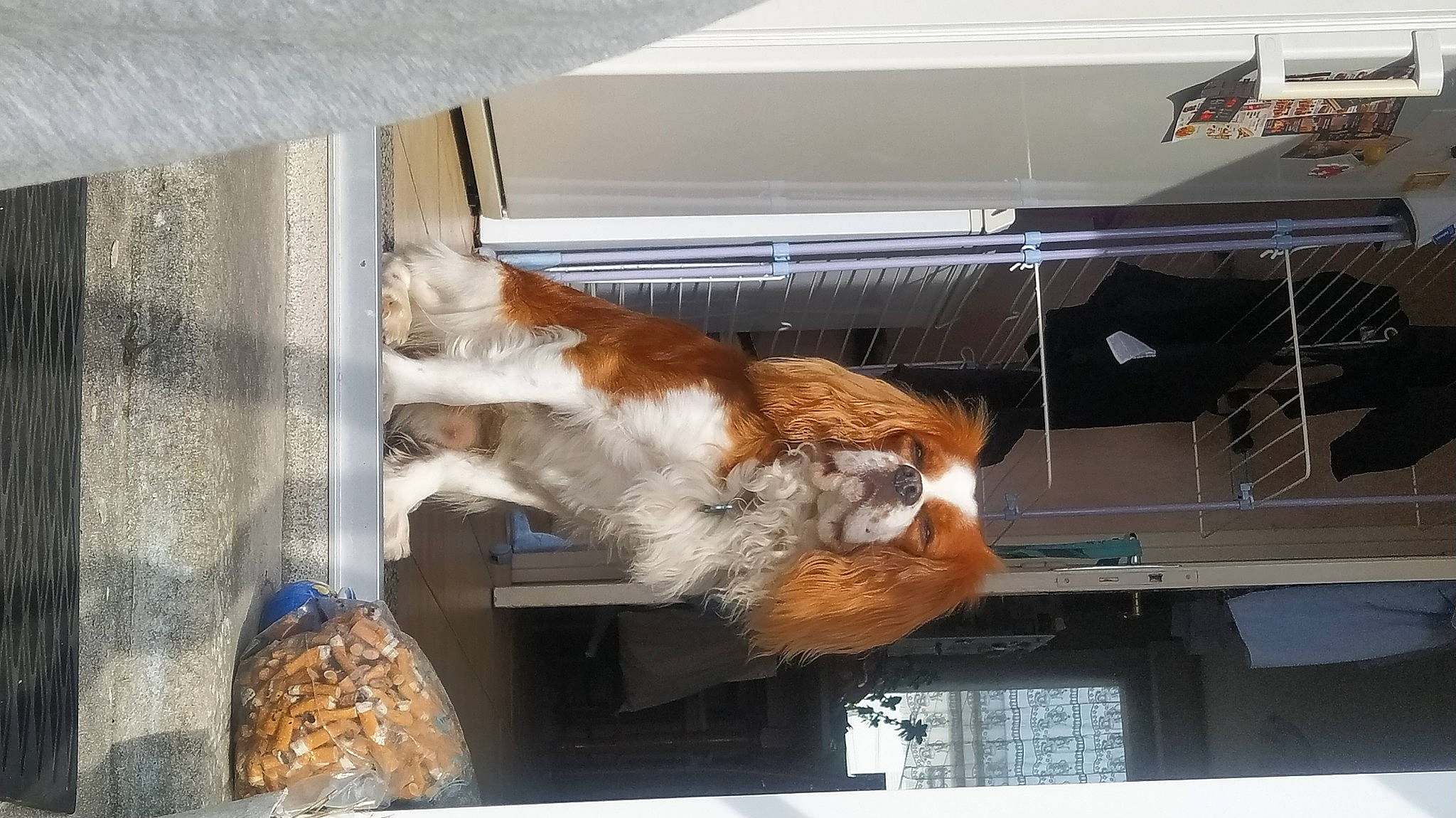 Peps a rejoint le concours — aidez-le/la à gagner de superbes lots ! carnivore, cat, felidae, fur, shade, small_to_medium_sized_cats, sporting_group, tail, whiskers