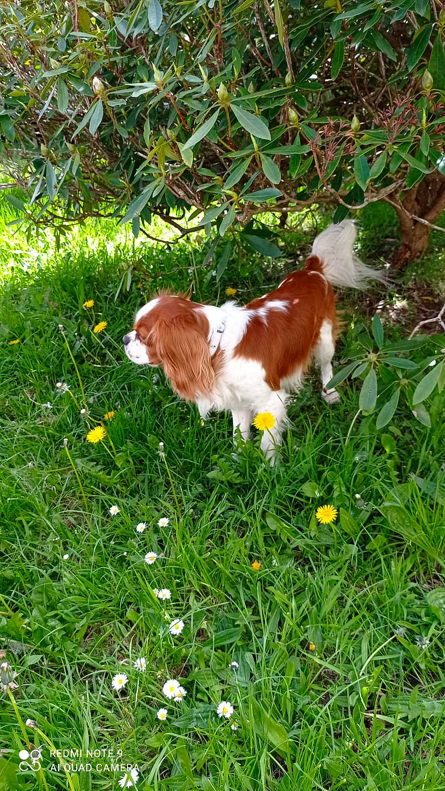 Peps participe au concours pour gagner de l'argent avec cette photo : canidae, carnivore, cavalier_king_charles_spaniel, companion_dog, dog, dog_breed, fawn, felidae, flower, grass, grass_family, groundcover, herbaceous_plant, lawn, liver, natural_landscape, plant, sporting_group, tail, terrestrial_animal