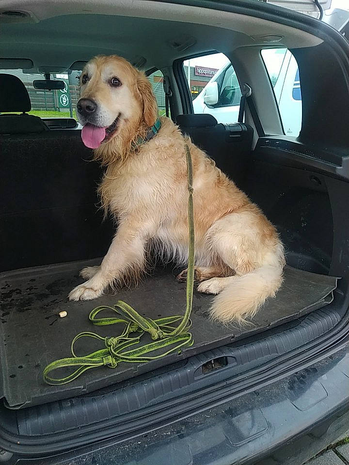 Max participe au concours pour gagner de l'argent avec cette photo : auto_part, automotive_exterior, automotive_lighting, automotive_mirror, car, car_seat, carnivore, companion_dog, dog, dog_breed, door, hood, motor_vehicle, personal_luxury_car, snout, vehicle, vehicle_door, window, windscreen_wiper, windshield