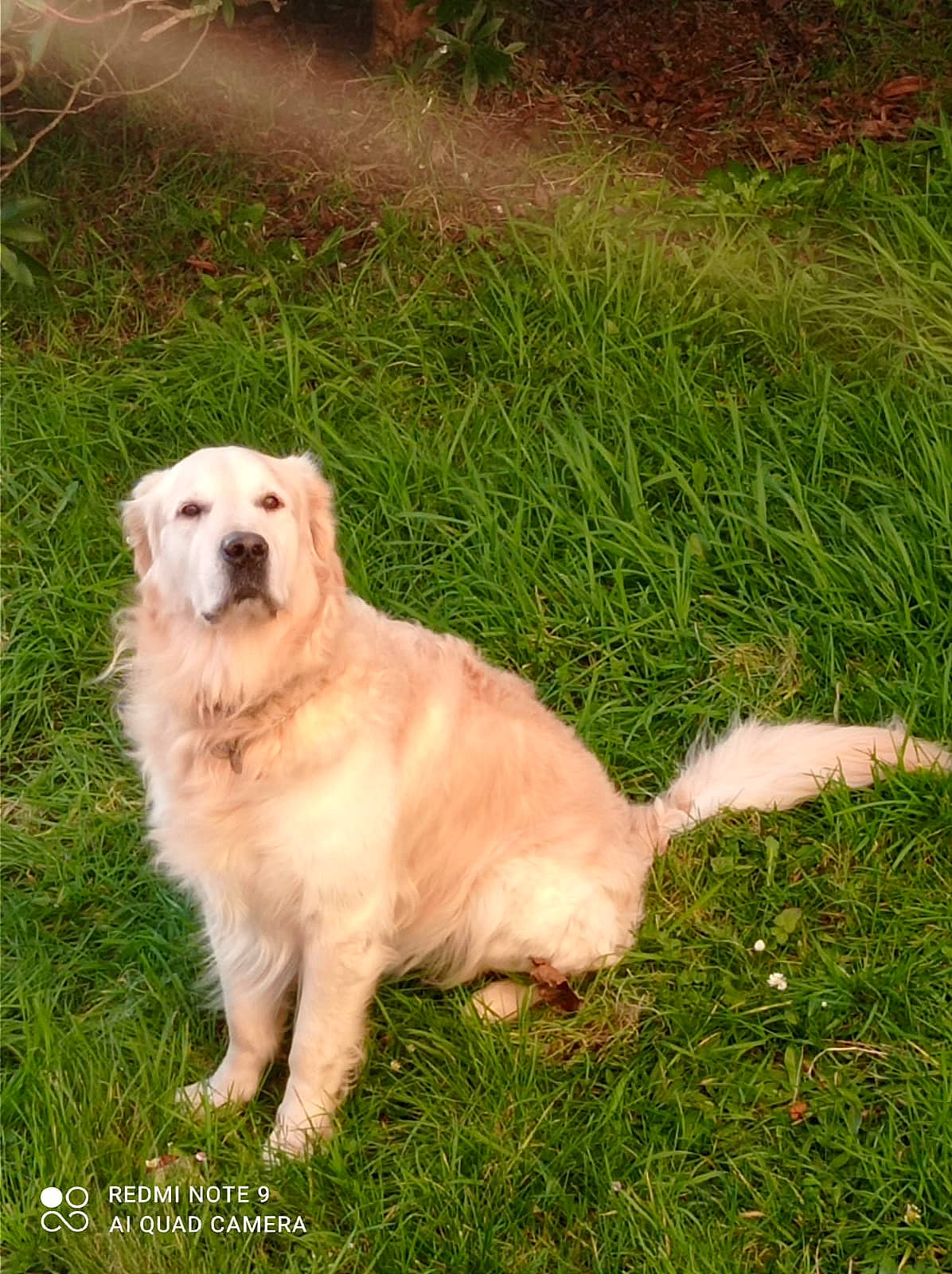 Max a rejoint le concours — aidez-le/la à gagner de superbes lots ! canidae, carnivore, companion_dog, dog, dog_breed, fawn, grass, gun_dog, plant, sporting_group, tail, working_dog