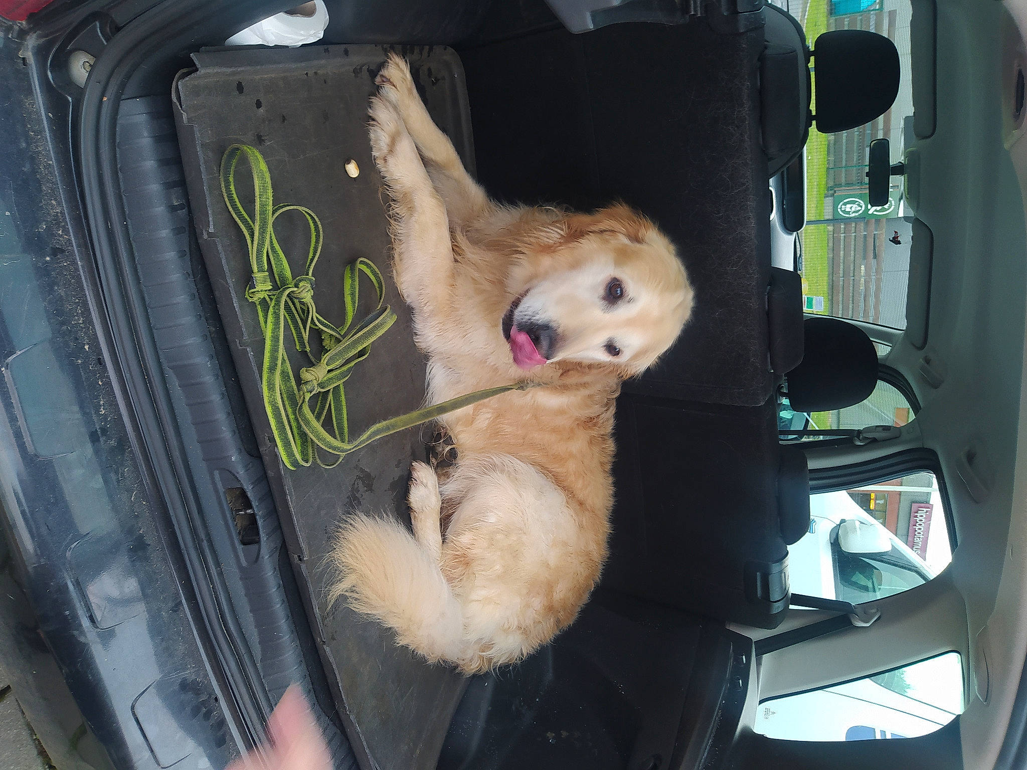 Max a rejoint le concours — aidez-le/la à gagner de superbes lots ! auto_part, automotive_exterior, canidae, car, car_seat, carnivore, companion_dog, dog, dog_breed, family_car, fawn, fur, gas, motor_vehicle, sporting_group, stuffed_toy, tail, toy, vehicle, vehicle_door