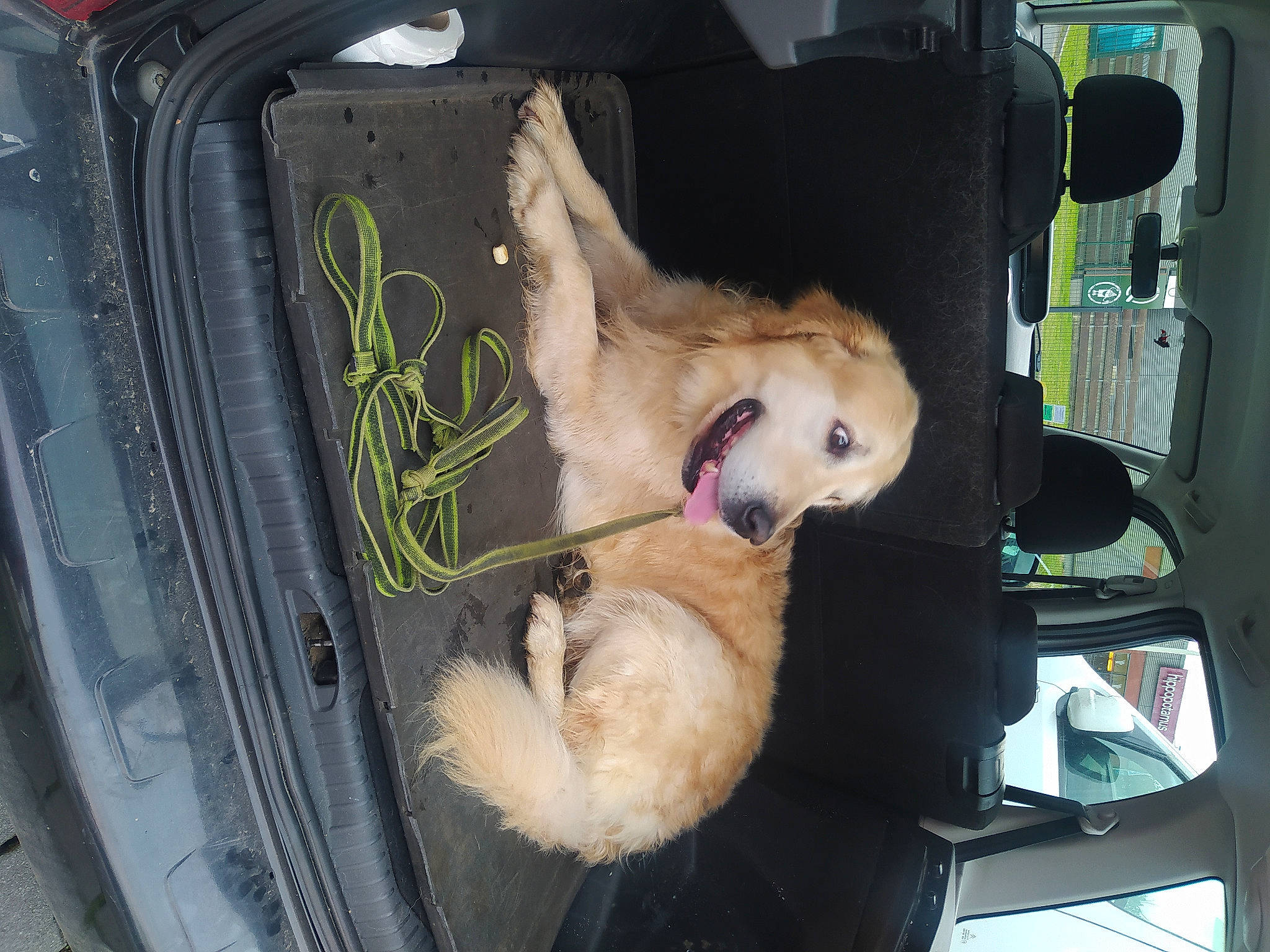 Max participe au concours pour gagner de l'argent avec cette photo : auto_part, automotive_exterior, car, car_seat, carnivore, collar, companion_dog, dog, dog_breed, family_car, fawn, fur, hood, motor_vehicle, pet_supply, snout, sporting_group, tail, vehicle, vehicle_door