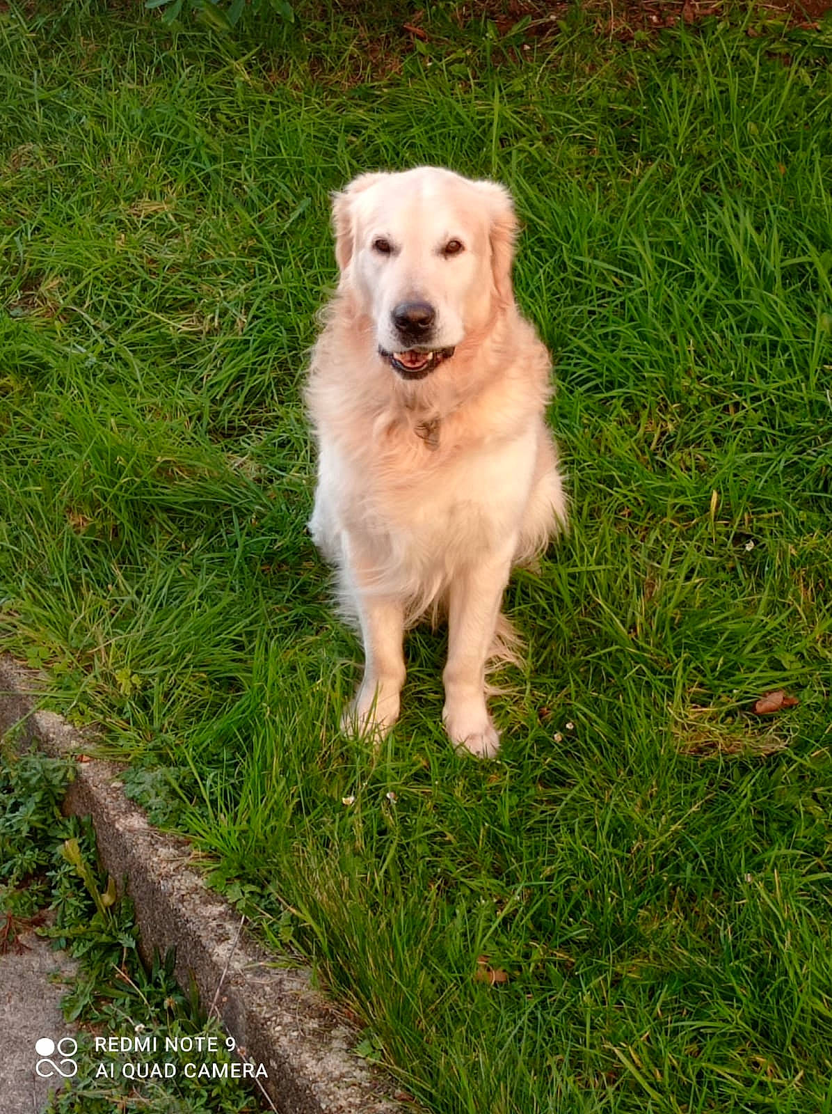 Max a rejoint le concours — aidez-le/la à gagner de superbes lots ! carnivore, companion_dog, dog, dog_breed, grass, gun_dog, labrador_retriever, plant, sporting_group, tail, tree, working_dog