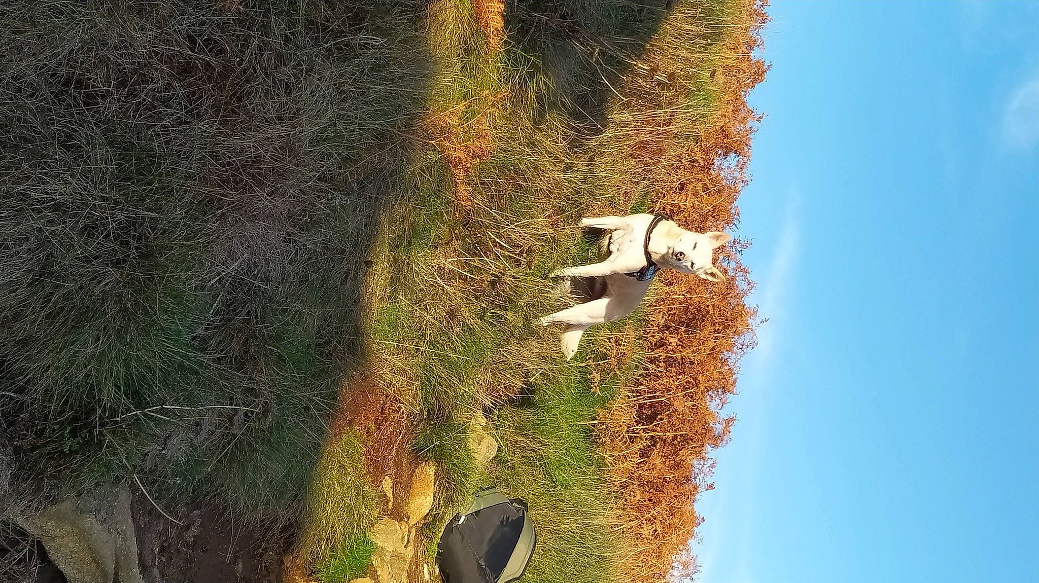 Chouquette a rejoint le concours — aidez-le/la à gagner de superbes lots ! biome, grass, landscape, leaf, natural_landscape, plant, reflection, rock, shadow, shrub, sky, soil, tree, trunk, vertebrate, wood, woody_plant