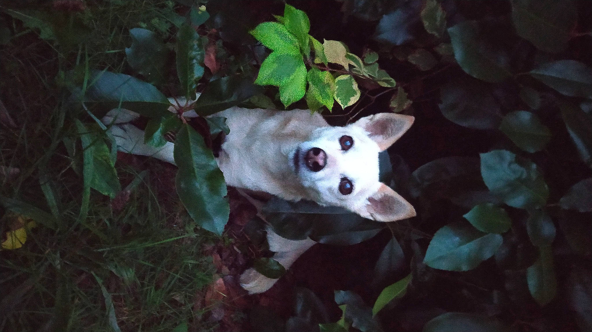 Chouquette a rejoint le concours — aidez-le/la à gagner de superbes lots ! carnivore, companion_dog, darkness, dog_breed, fawn, felidae, fur, grass, leaf, organism, plant, small_to_medium_sized_cats, snout, sporting_group, tail, terrestrial_animal, terrestrial_plant, tree, whiskers, wood