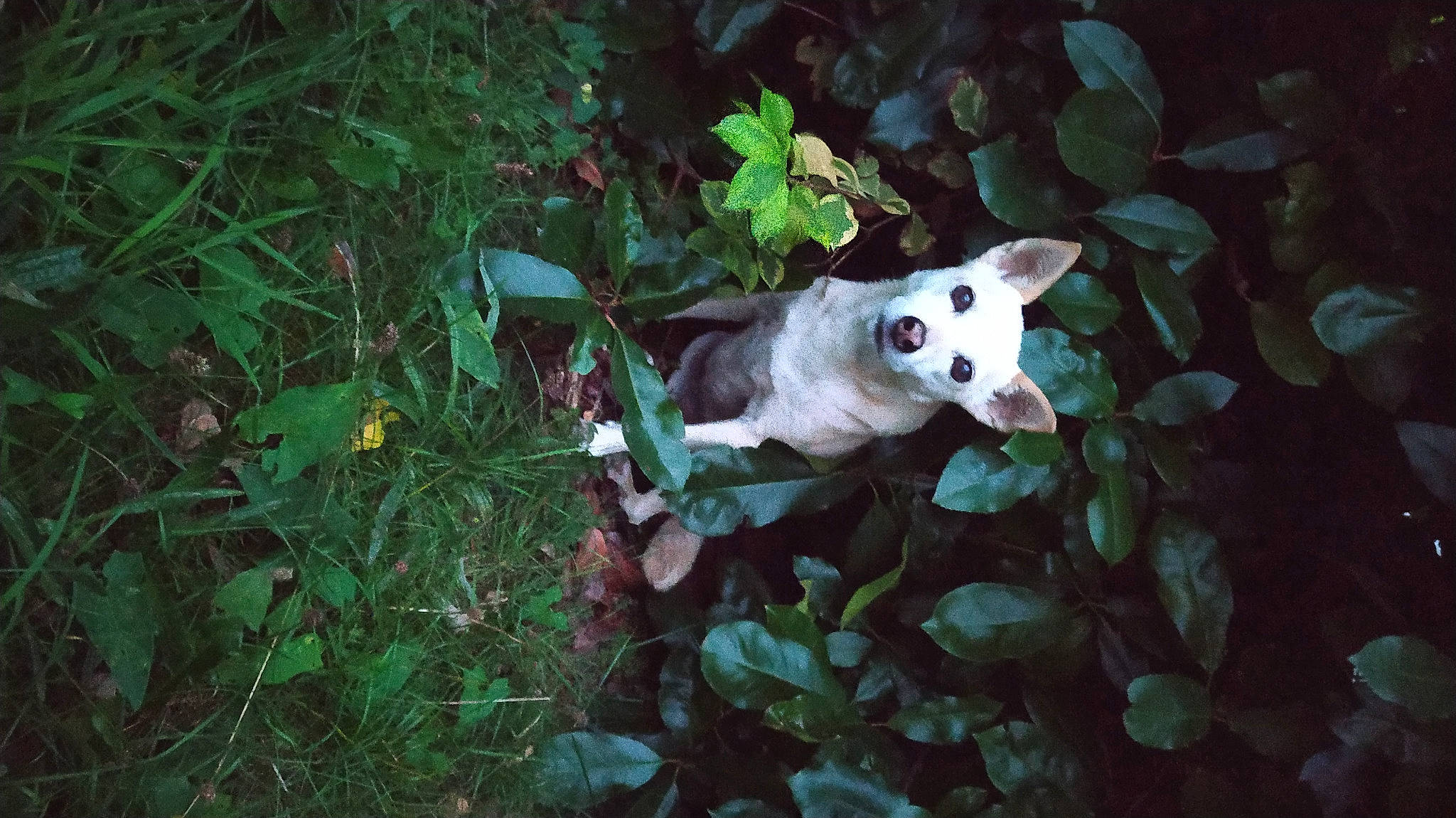 Chouquette a rejoint le concours — aidez-le/la à gagner de superbes lots ! canidae, carnivore, companion_dog, darkness, dog, dog_breed, fawn, felidae, fur, grass, jungle, organism, plant, small_to_medium_sized_cats, snout, sporting_group, tail, terrestrial_animal, terrestrial_plant, whiskers