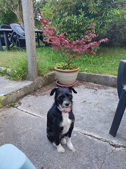 Naya participe au concours pour gagner de l'argent avec cette photo : annual_plant, carnivore, collar, companion_dog, dog, dog_breed, flower, flowerpot, garden, grass, green, herding_dog, leash, plant, road_surface, shrub, sidewalk, tail, tree, wheel
