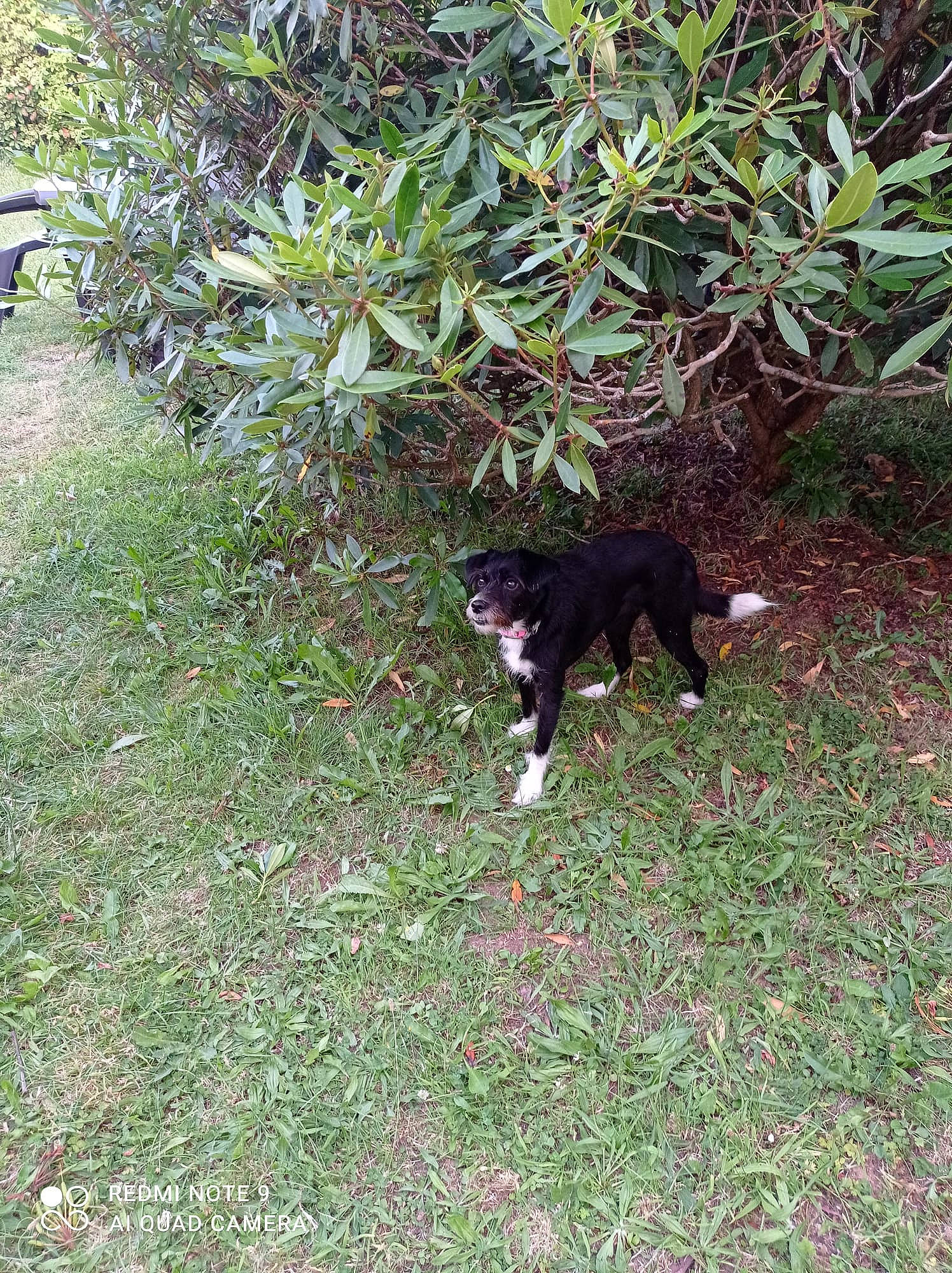 Naya participe au concours pour gagner de l'argent avec cette photo : canidae, carnivore, cat, dog_breed, felidae, grass, groundcover, herb, herbaceous_plant, plant, shrub, small_to_medium_sized_cats, sporting_group, subshrub, tail, terrestrial_animal