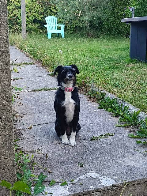Naya participe au concours pour gagner de l'argent avec cette photo : art, asphalt, canidae, carnivore, companion_dog, dog, dog_breed, garden, grass, groundcover, plant, road_surface, shrub, sidewalk, snout, sporting_group, tail, tree, waste_container, working_animal
