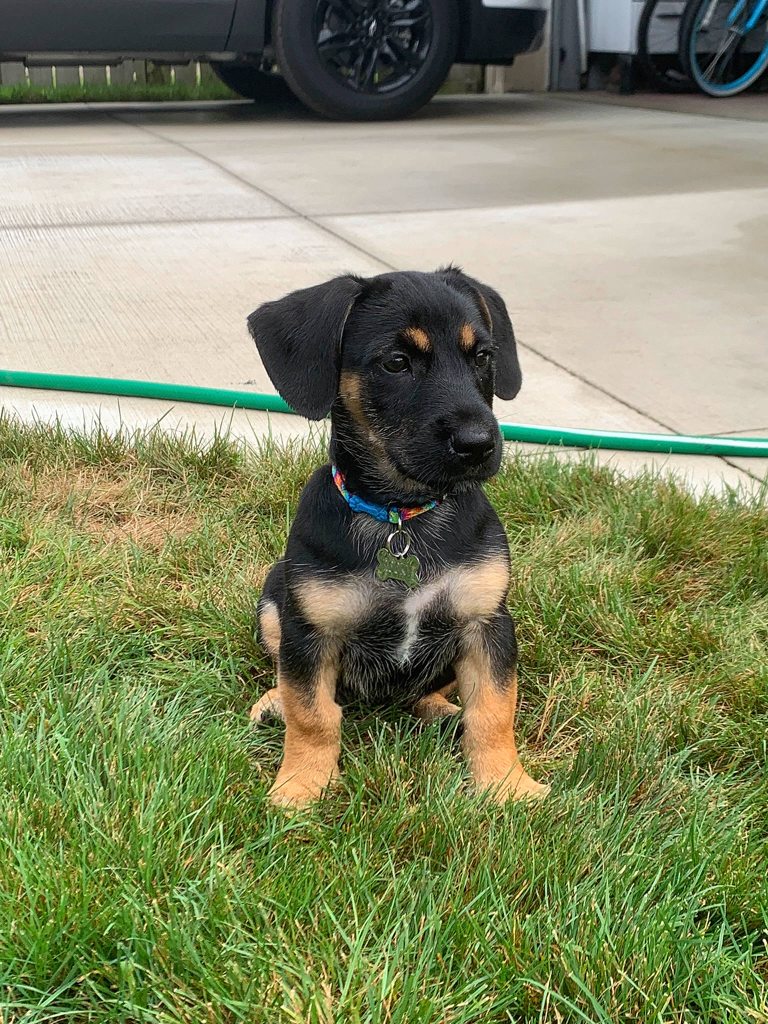 Rocky is registered to the contest to win money with this photo: automotive_design, automotive_tire, carnivore, collar, companion_dog, dog, dog_breed, dog_collar, fender, grass, motor_vehicle, plant, road_surface, tail, tire, tread, vehicle, wheel, working_animal, working_dog