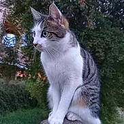 Rhode a rejoint le concours — aidez-le/la à gagner de superbes lots ! alert, animal, cat, ears, eyes, fur, grass, greenery, mammal, nature, outdoor, pet, side_view, sitting, stone_post, tabby, tree, twilight, whiskers, white_paws