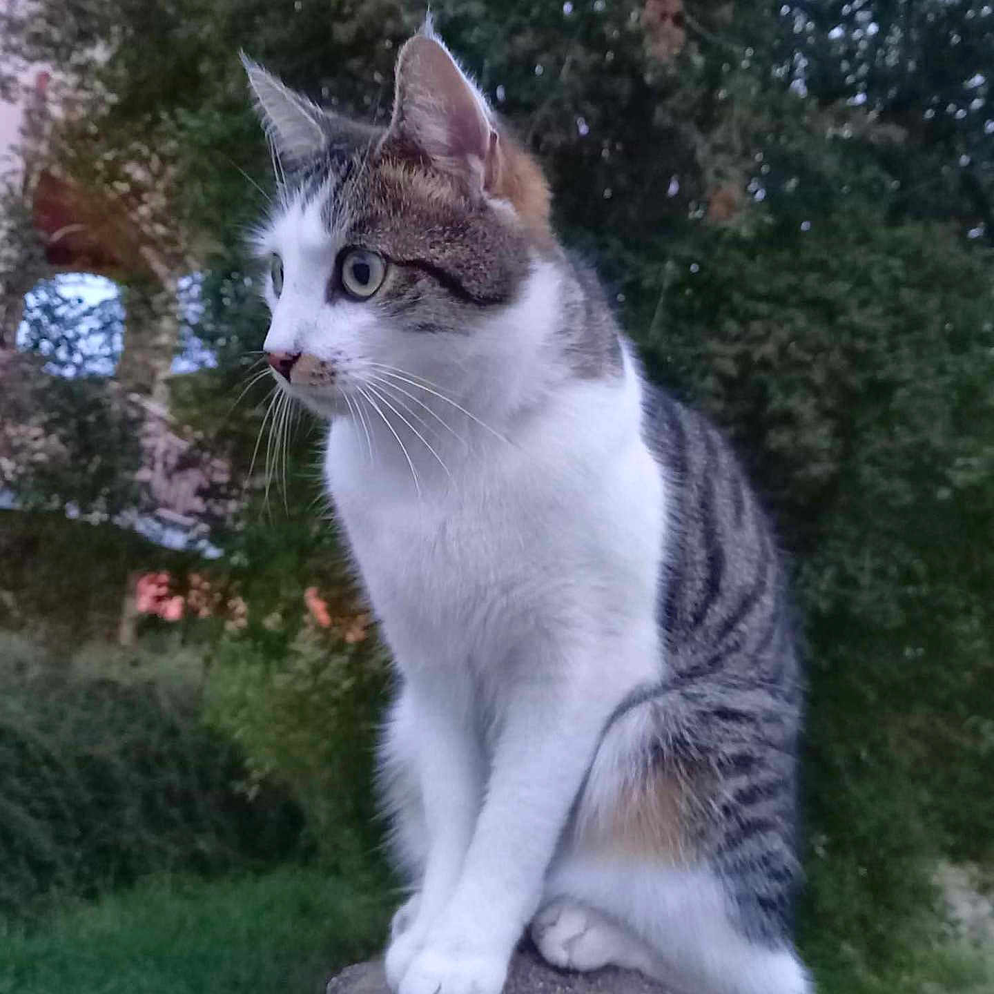 Rhode a rejoint le concours — aidez-le/la à gagner de superbes lots ! alert, animal, cat, ears, eyes, fur, grass, greenery, mammal, nature, outdoor, pet, side_view, sitting, stone_post, tabby, tree, twilight, whiskers, white_paws