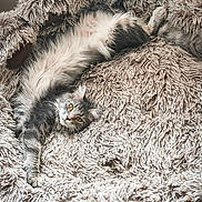 Umy a rejoint le concours — aidez-le/la à gagner de superbes lots ! cat, kitten, fluffy, gray_and_white, long_hair, fur, pet, animal, indoors, blanket, shaggy, cozy, sleeping, lounging, upside_down, golden_eyes, whiskers, portrait, cute, relaxed