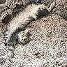 cat, kitten, fluffy, gray_and_white, long_hair, fur, pet, animal, indoors, blanket, shaggy, cozy, sleeping, lounging, upside_down, golden_eyes, whiskers, portrait, cute, relaxed