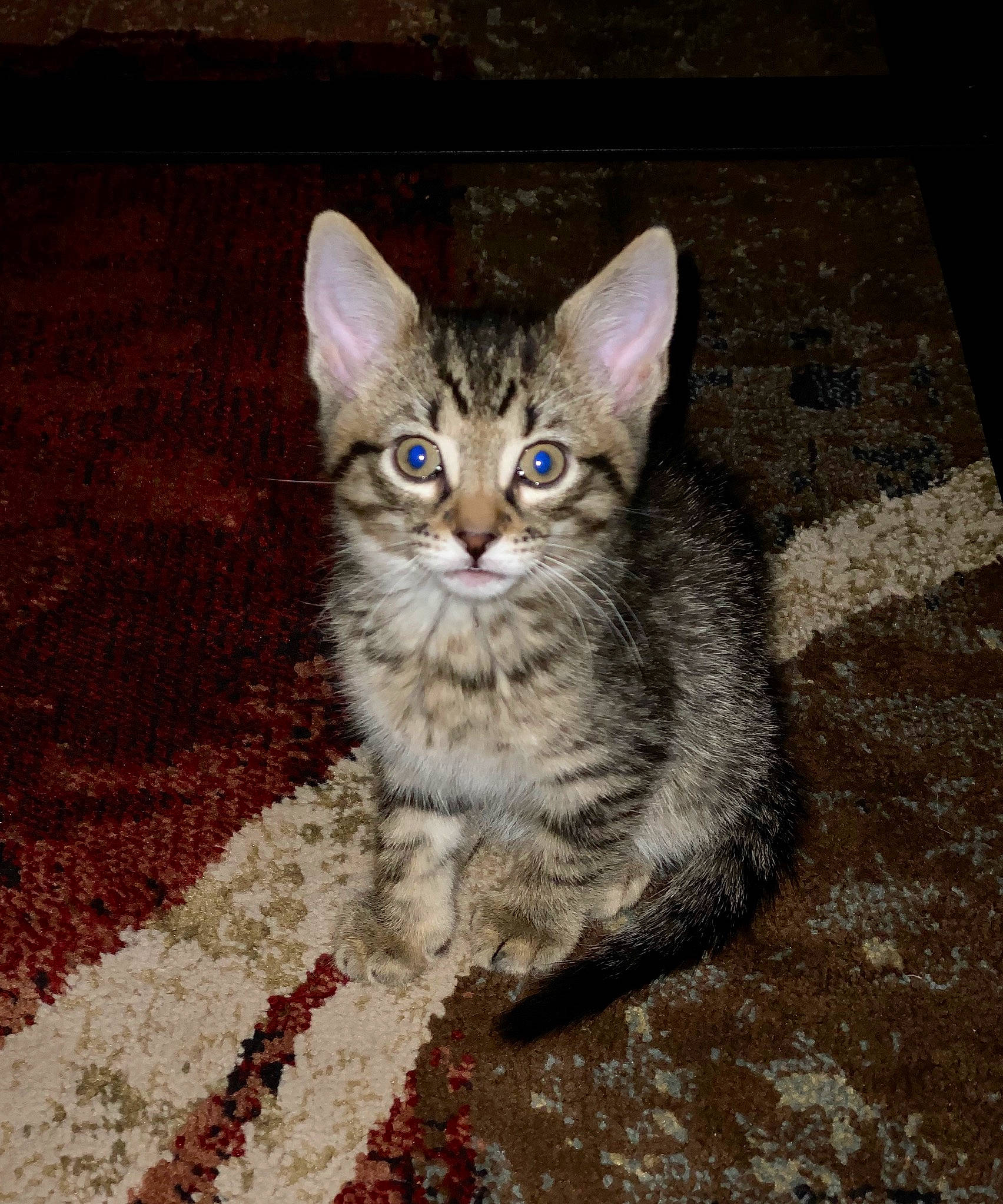 Berlioz joined the competition — help win amazing prizes! aegean_cat, arabian_mau, asian, california_spangled, carnivore, cat, domestic_short_haired_cat, dragon_li, egyptian_mau, european_shorthair, eye, felidae, kitten, mammal, ojos_azules, small_to_medium_sized_cats, tabby_cat, vertebrate, whiskers, wild_cat