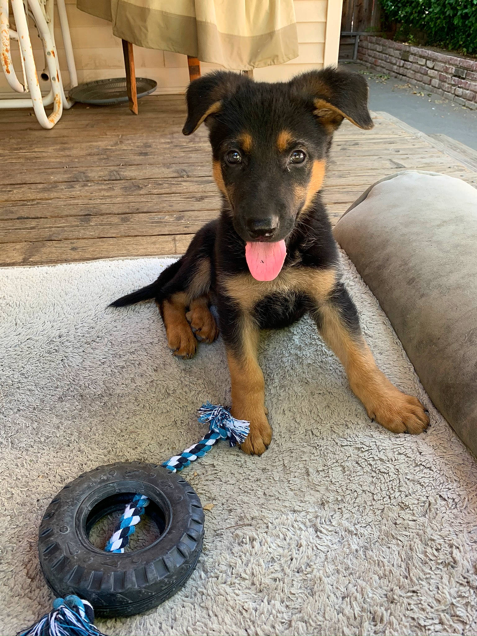 Ace joined the competition — help win amazing prizes! black_and_tan_terrier, canidae, carnivore, dog, dog_breed, fawn, german_shepherd_dog, mammal, potcake_dog, puppy, rare_breed_dog, snout, sporting_group, vertebrate, working_dog