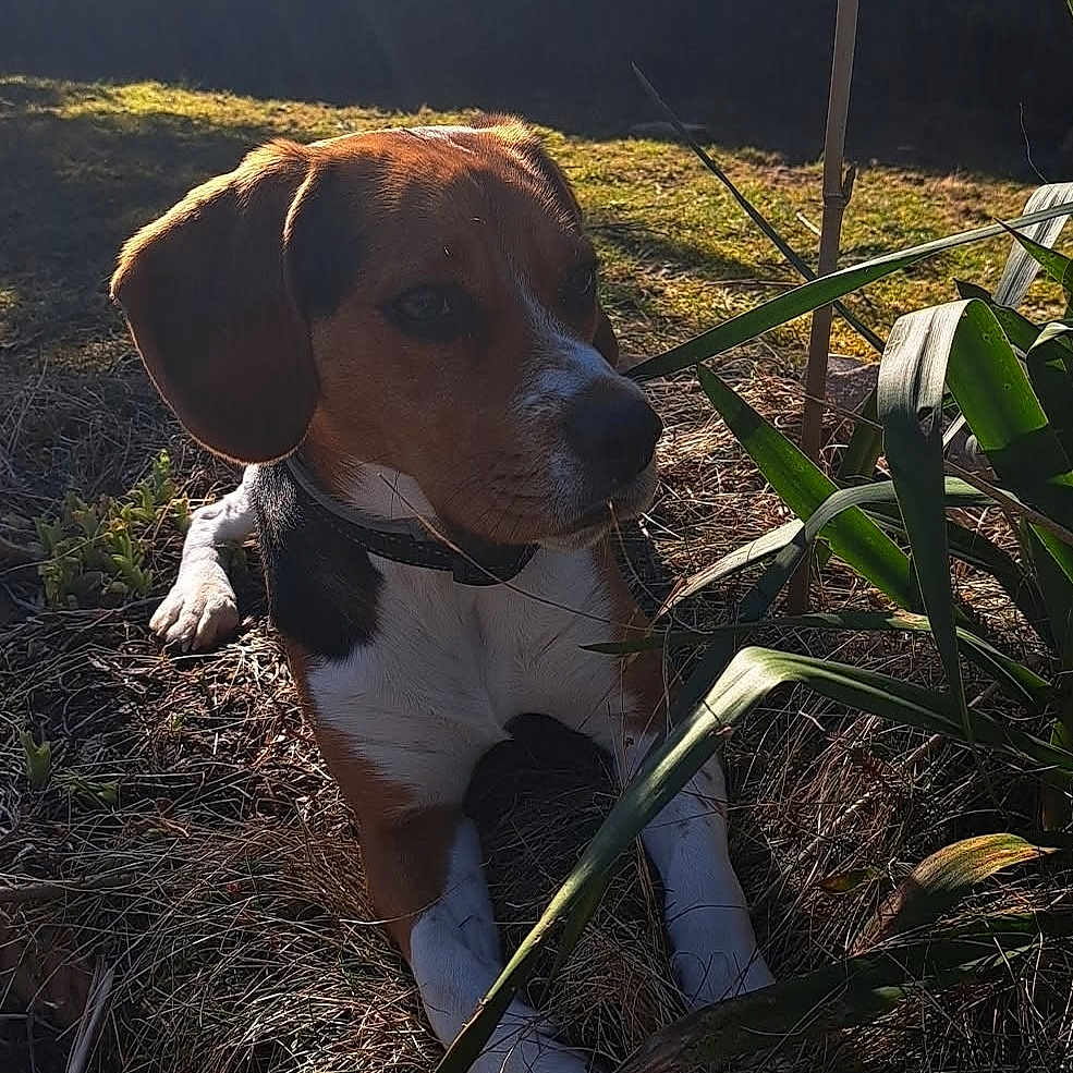 Gianni a rejoint le concours — aidez-le/la à gagner de superbes lots ! animal, beagle, canine, dog, field, grass, grassland, hound, leaf, nature, outdoors, pet, plant, puppy, sky, soil, sword, tree, vegetation, weapon