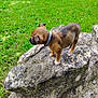 alert, animal, brown, canine, collar, daylight, dog, four_legs, fur, grass, greenery, nature, outdoor, pet, puppy, rock, side_view, small, standing, young