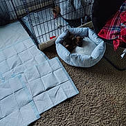 Renee Stoneburner is registered to the contest to win money with this photo: animal, blanket, brown, cage, carpet, cozy, crate, cute, dog, floor, furniture, home, indoor, pet_bed, plush_toy, puppy, resting, sleeping, small, training_pad