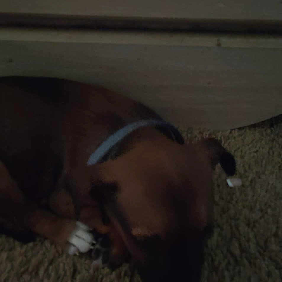 Baby Bean joined the competition — help win amazing prizes! animal, brown, carpet, collar, cozy, cute, dog, domestic, floor, furniture, home, indoor, peaceful, pet, puppy, quiet, resting, sleeping, small, young