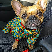 Squiggles joined the competition — help win amazing prizes! animal, canine, car_seat, clothing, cute, dog, ears, eyes, face, french_bulldog, indoor, looking_up, outfit, paw, pet, portrait, rubber_duck_pattern, seatbelt_buckle, small_dog, sunlight