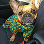 animal, canine, car_seat, clothing, cute, dog, ears, eyes, face, french_bulldog, indoor, looking_up, outfit, paw, pet, portrait, rubber_duck_pattern, seatbelt_buckle, small_dog, sunlight