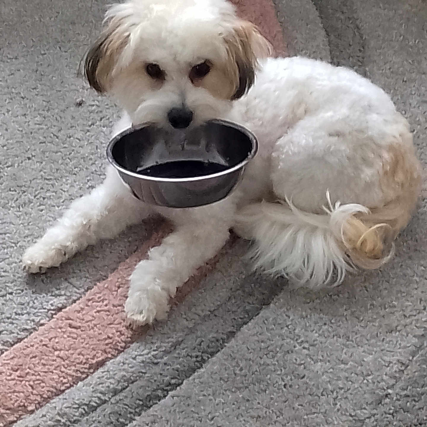 Skye is registered to the contest to win money with this photo: animal, carpet, cute, dog, domestic_animal, ears, fluffy, food_bowl, fur, household, indoor, looking, lying_down, metal_bowl, pet, resting, small_dog, tail, waiting, white_dog