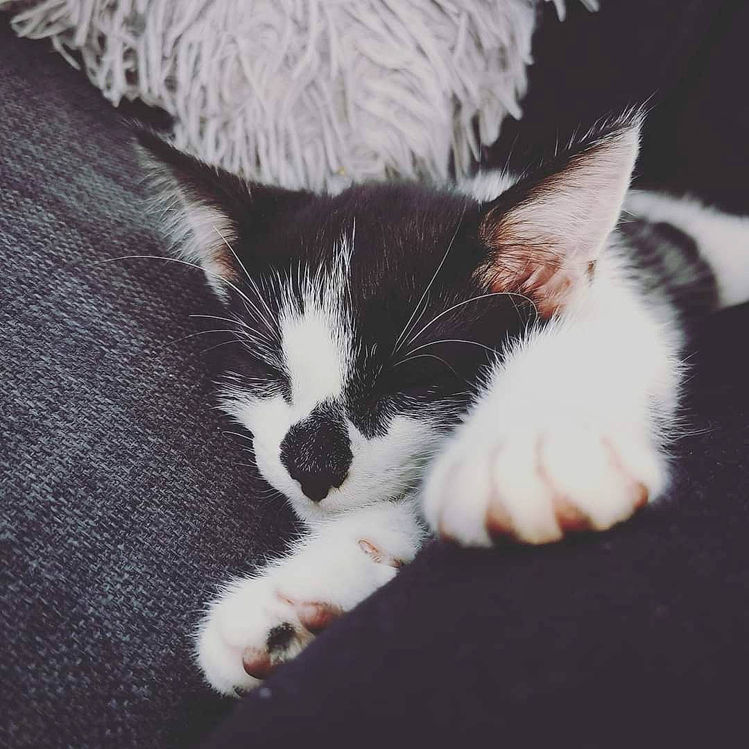 Zander is registered to the contest to win money with this photo: american_wirehair, black_and_white, carnivore, cat, claw, ear, eye, felidae, fur, kitten, love, nap, paw, polydactyl_cat, sky, sleep, small_to_medium_sized_cats, snout, tail, whiskers