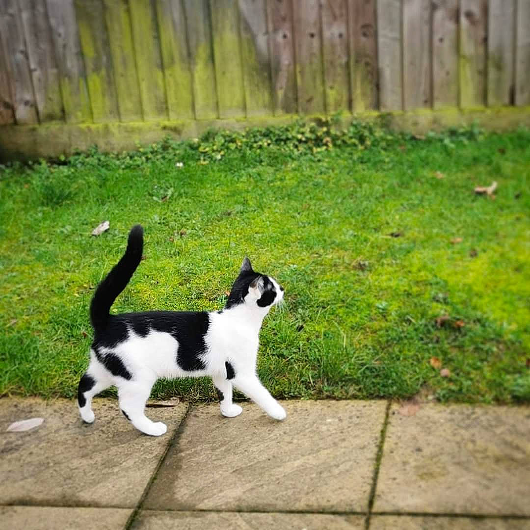 Zander is registered to the contest to win money with this photo: aegean_cat, border_collie, canidae, carnivore, cat, companion_dog, dog, dog_breed, felidae, grass, karelian_bear_dog, mammal, plant, small_to_medium_sized_cats, sporting_group, tail, vertebrate, whiskers