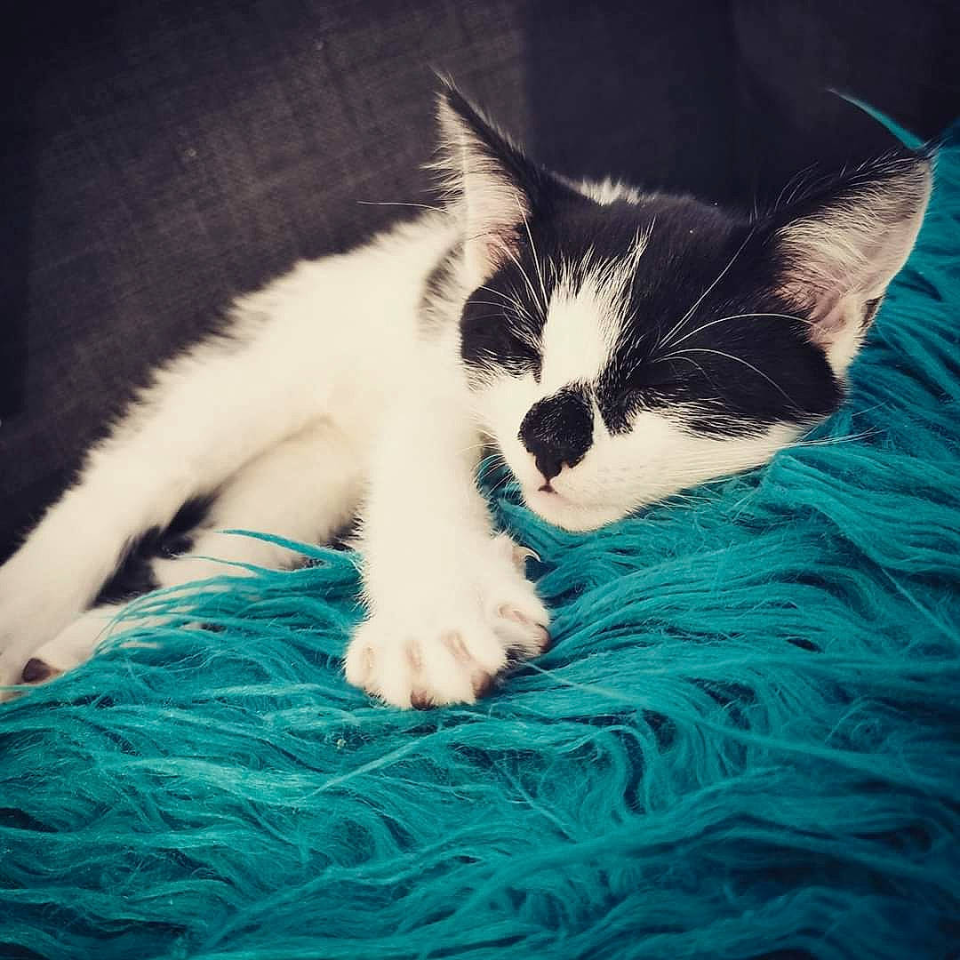 Zander joined the competition — help win amazing prizes! black_and_white, carnivore, cat, ear, eye, felidae, fur, kitten, nap, polydactyl_cat, ragdoll, sky, small_to_medium_sized_cats, tail, whiskers