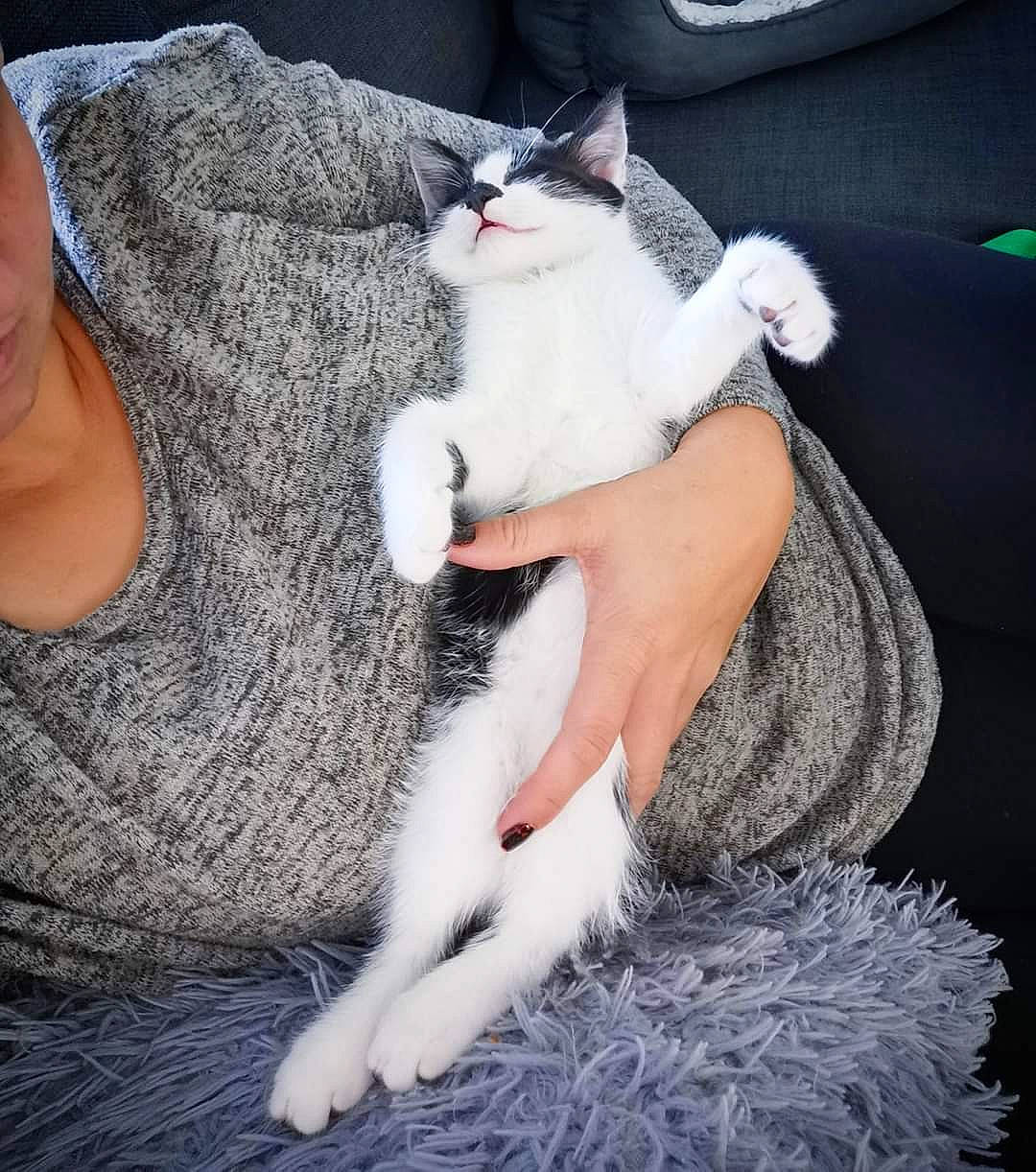 Zander is registered to the contest to win money with this photo: aegean_cat, american_wirehair, asian, carnivore, cat, domestic_short_haired_cat, ear, felidae, fur, german_rex, leg, mammal, polydactyl_cat, small_to_medium_sized_cats, tail, turkish_angora, turkish_van, whiskers