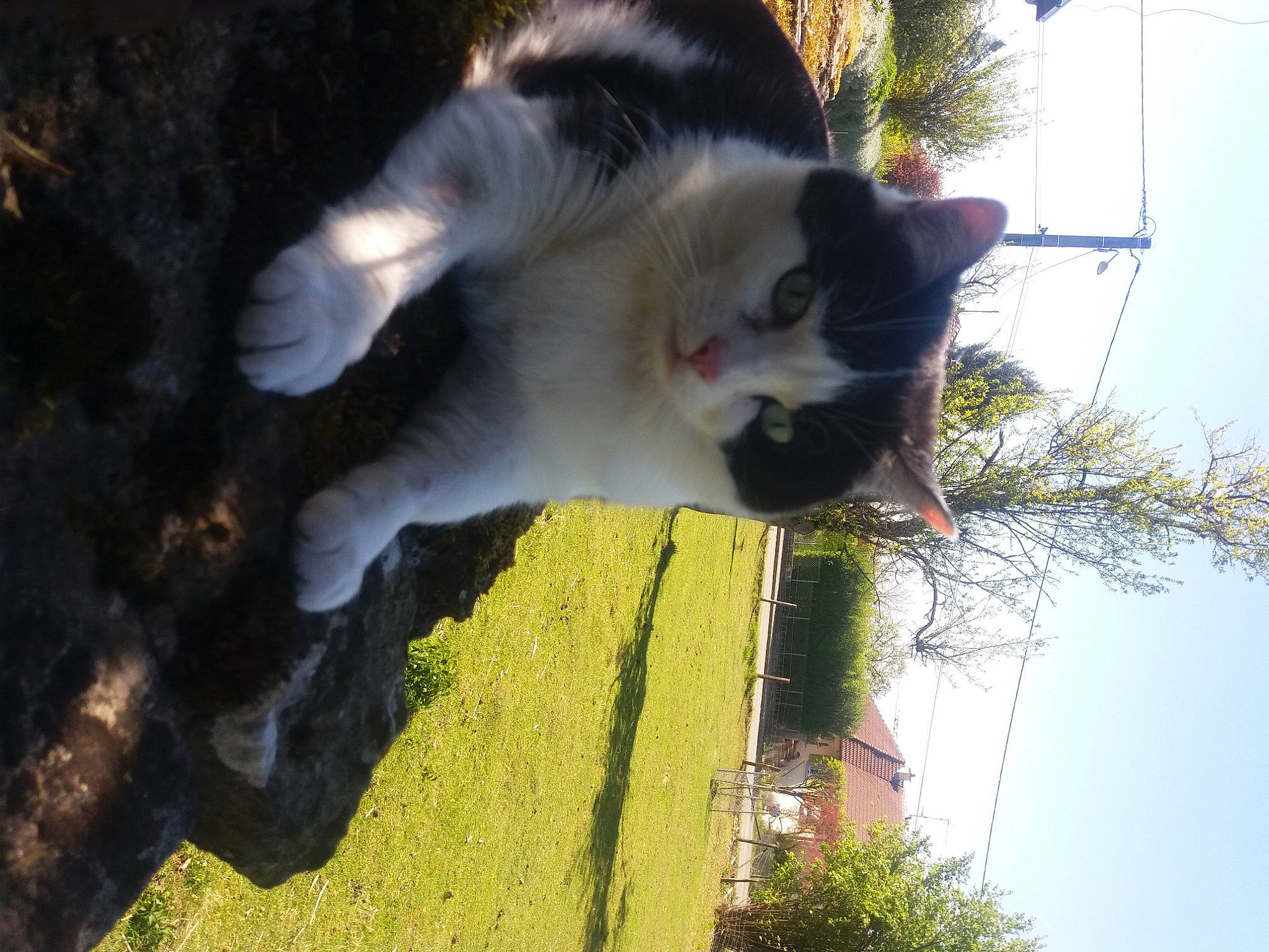 étincelle participe au concours pour gagner de l'argent avec cette photo : canidae, carnivore, cat, cloud, companion_dog, dog_breed, domestic_short_haired_cat, felidae, fur, grass, landscape, plant, reflection, sky, small_to_medium_sized_cats, sporting_group, tail, tree, whiskers, wood