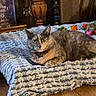 animal, blanket, cat, colorful, cozy, curious, domestic, ears, feline, fur, home, indoor, laying, looking, pet, quiet, relaxing, tail, toy, wooden_floor
