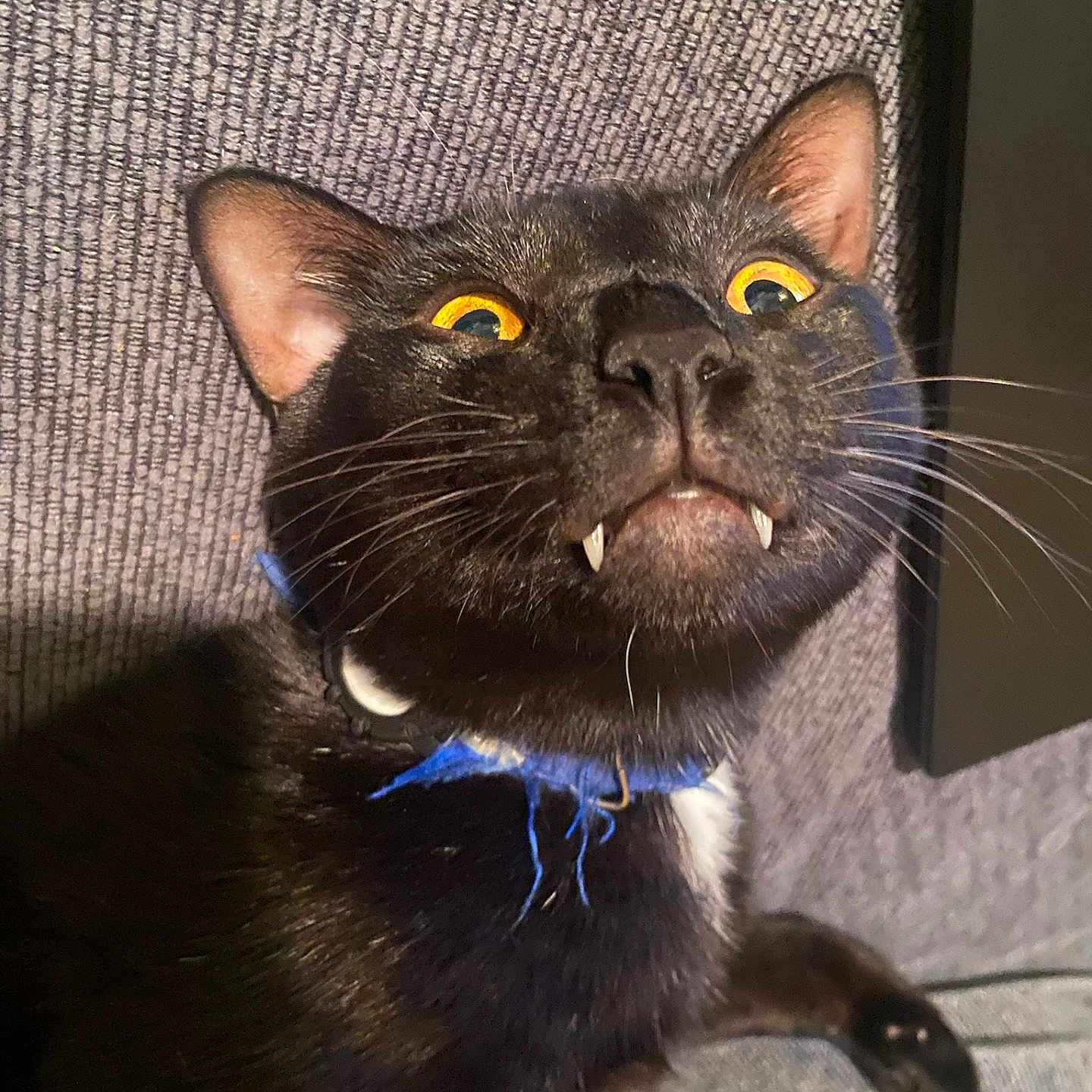 Mylo Eugene Paiz joined the competition — help win amazing prizes! abyssinian, accessories, animal, blackcat, bodypart, cat, chair, collar, couch, furniture, kitten, leash, manx, mouth, person, pet