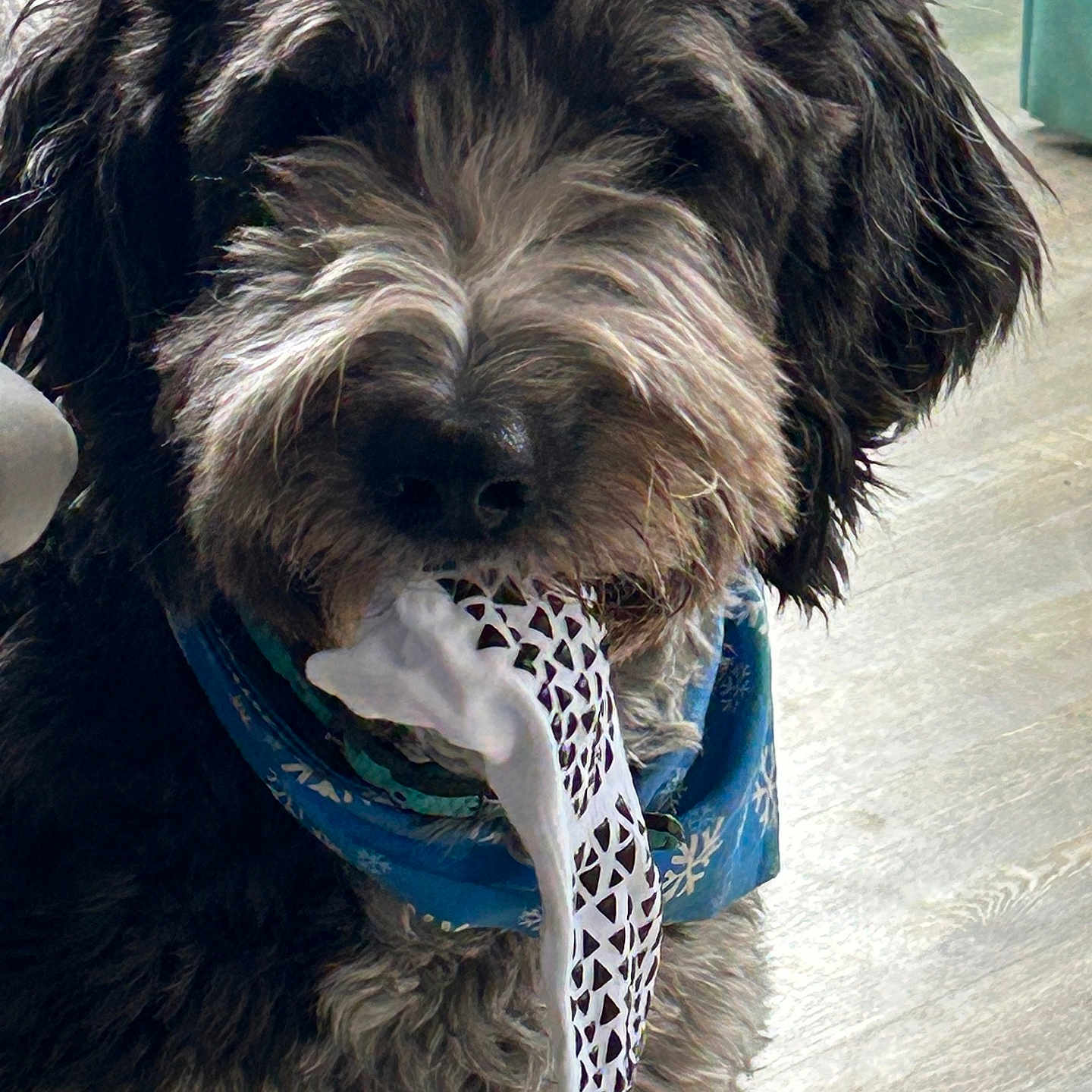 Ollie is registered to the contest to win money with this photo: animal, bandana, black, blue, close_up, cloth, curly_fur, cute, dog, domestic_animal, floor, fur, gray, indoor, mouth, pet, playful, snowflake_pattern, texture, wooden_floor