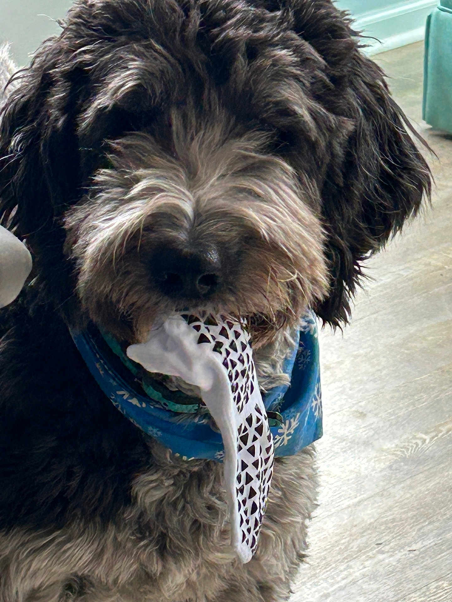 Ollie is registered to the contest to win money with this photo: animal, bandana, black, blue, close_up, cloth, curly_fur, cute, dog, domestic_animal, floor, fur, gray, indoor, mouth, pet, playful, snowflake_pattern, texture, wooden_floor