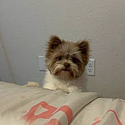 Chove is registered to the contest to win money with this photo: dog, puppy, small_dog, bed, blanket, indoor, wall, electrical_outlet, cute, fluffy, brown_and_white, ears, paws, face, nose, looking_at_camera, portrait, pet, cozy, domestic_animal