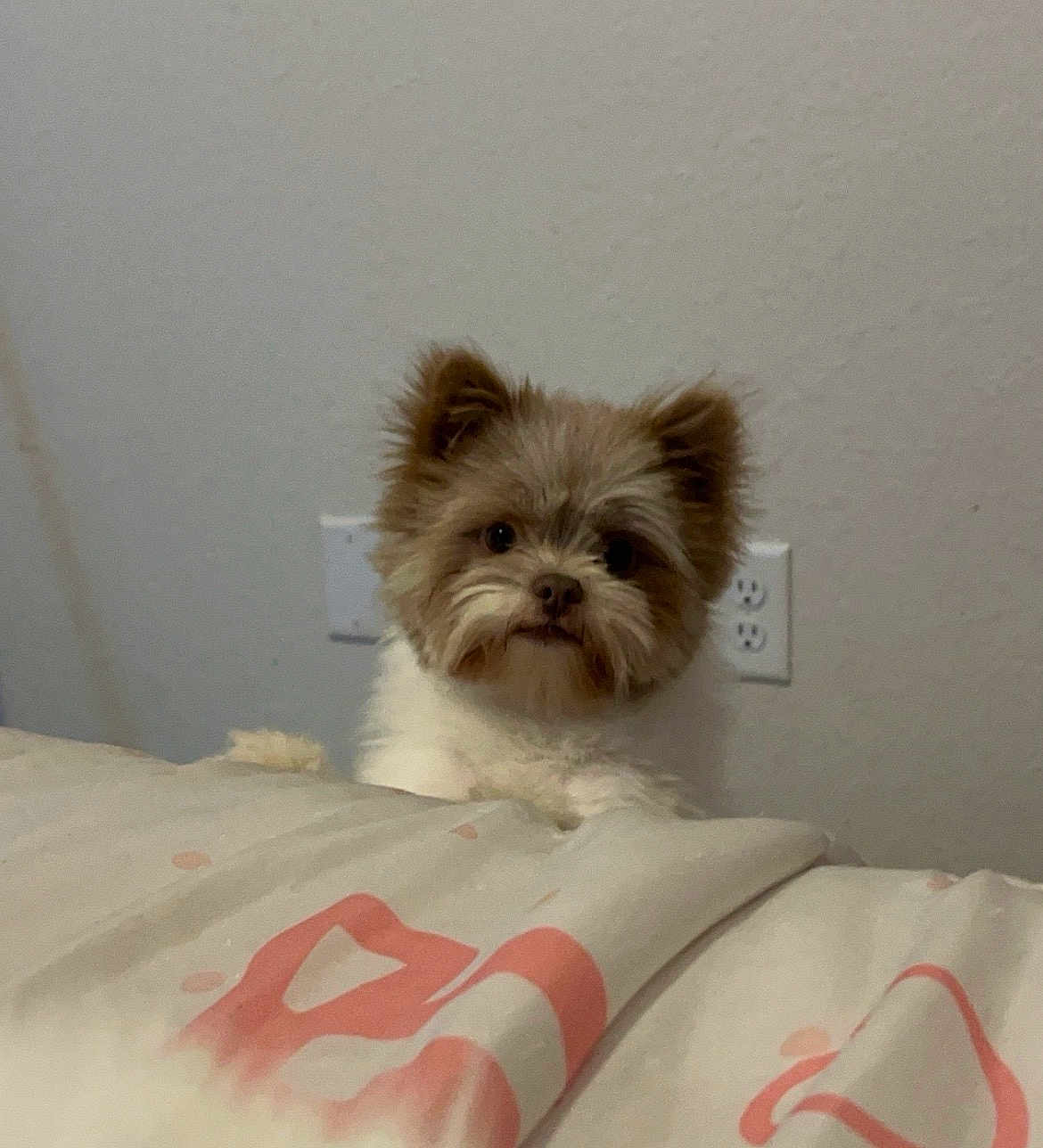 Chove is registered to the contest to win money with this photo: dog, puppy, small_dog, bed, blanket, indoor, wall, electrical_outlet, cute, fluffy, brown_and_white, ears, paws, face, nose, looking_at_camera, portrait, pet, cozy, domestic_animal
