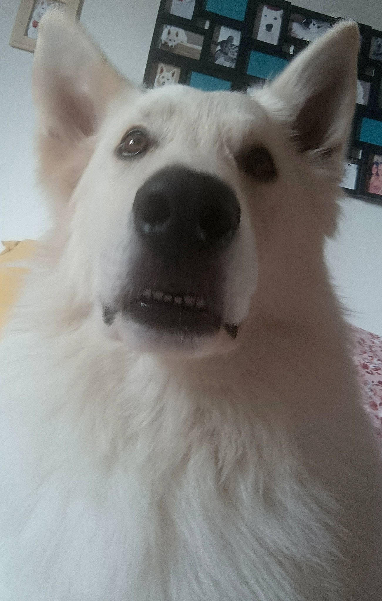 Pilou a rejoint le concours — aidez-le/la à gagner de superbes lots ! american_eskimo_dog, canidae, carnivore, companion_dog, dog, dog_breed, ear, fawn, fur, head, japanese_spitz, jaw, non_sporting_group, samoyed, snout, spitz, sporting_group, volpino_italiano, whiskers, working_animal