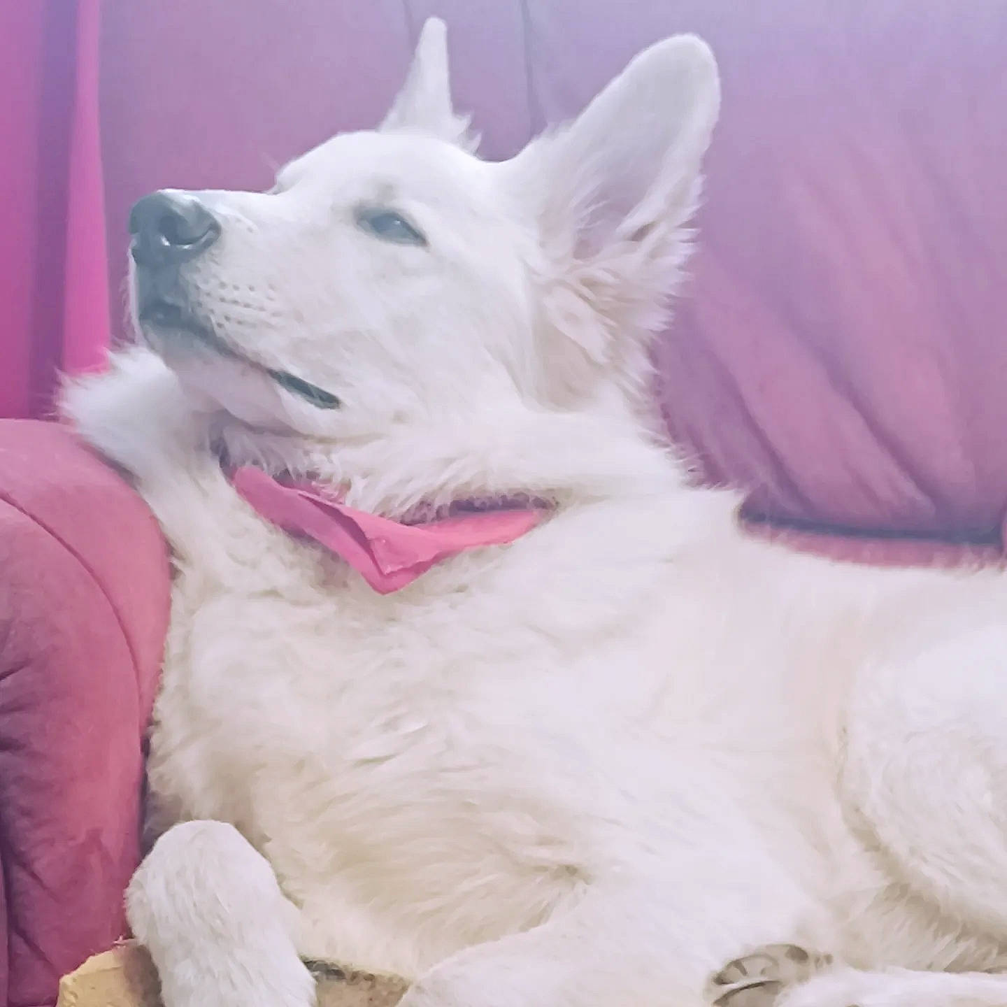 Pilou a rejoint le concours — aidez-le/la à gagner de superbes lots ! ancient_dog_breeds, canidae, carnivore, companion_dog, curtain, dog, dog_breed, fang, fur, giant_dog_breed, head, non_sporting_group, snout, sporting_group, working_animal, working_dog