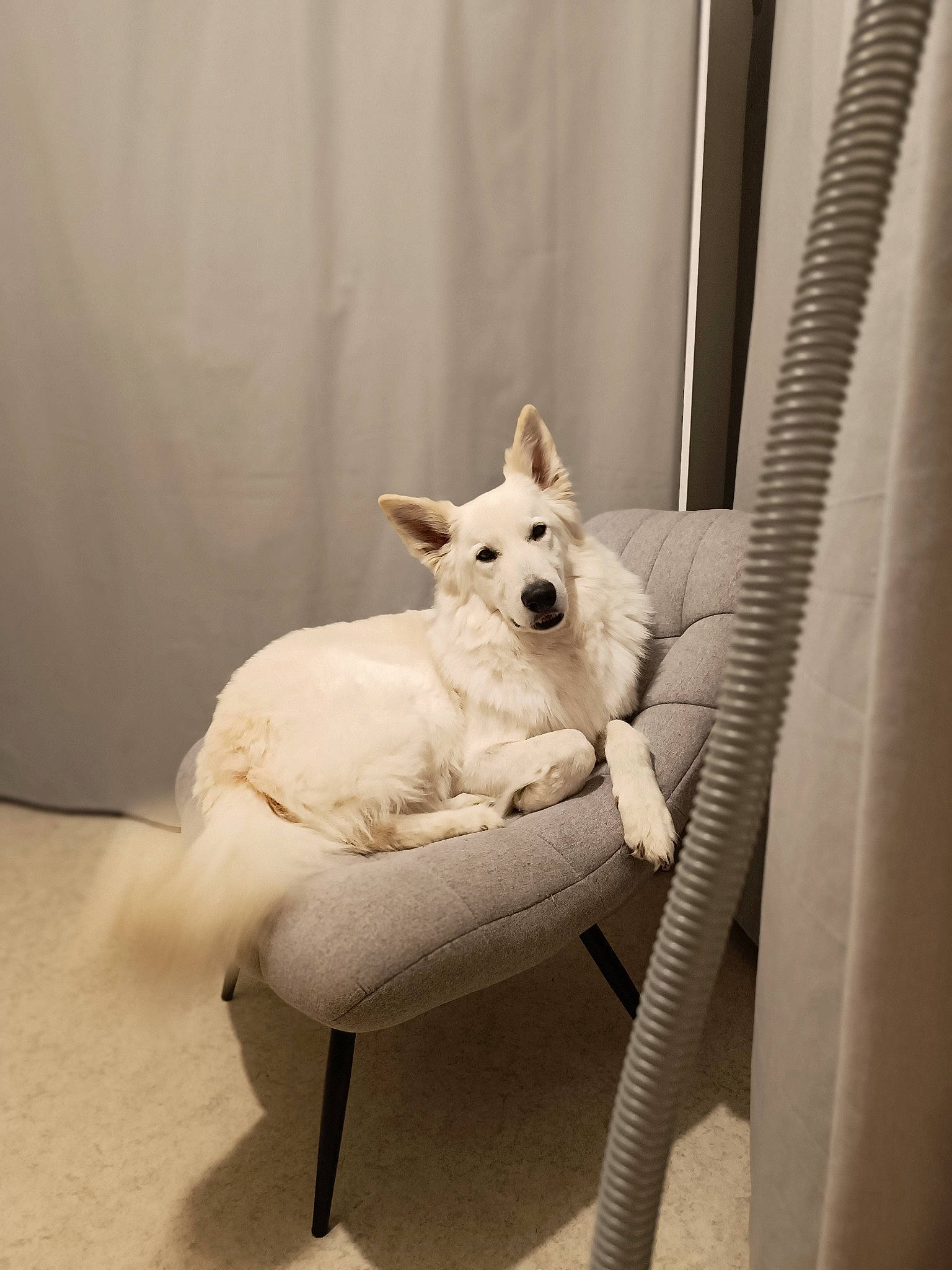 Pilou a rejoint le concours — aidez-le/la à gagner de superbes lots ! canidae, carnivore, comfort, companion_dog, curtain, dog, dog_breed, dog_supply, fawn, felidae, flooring, linens, small_terrier, small_to_medium_sized_cats, snout, sporting_group, tail, terrier, toy_dog, working_animal