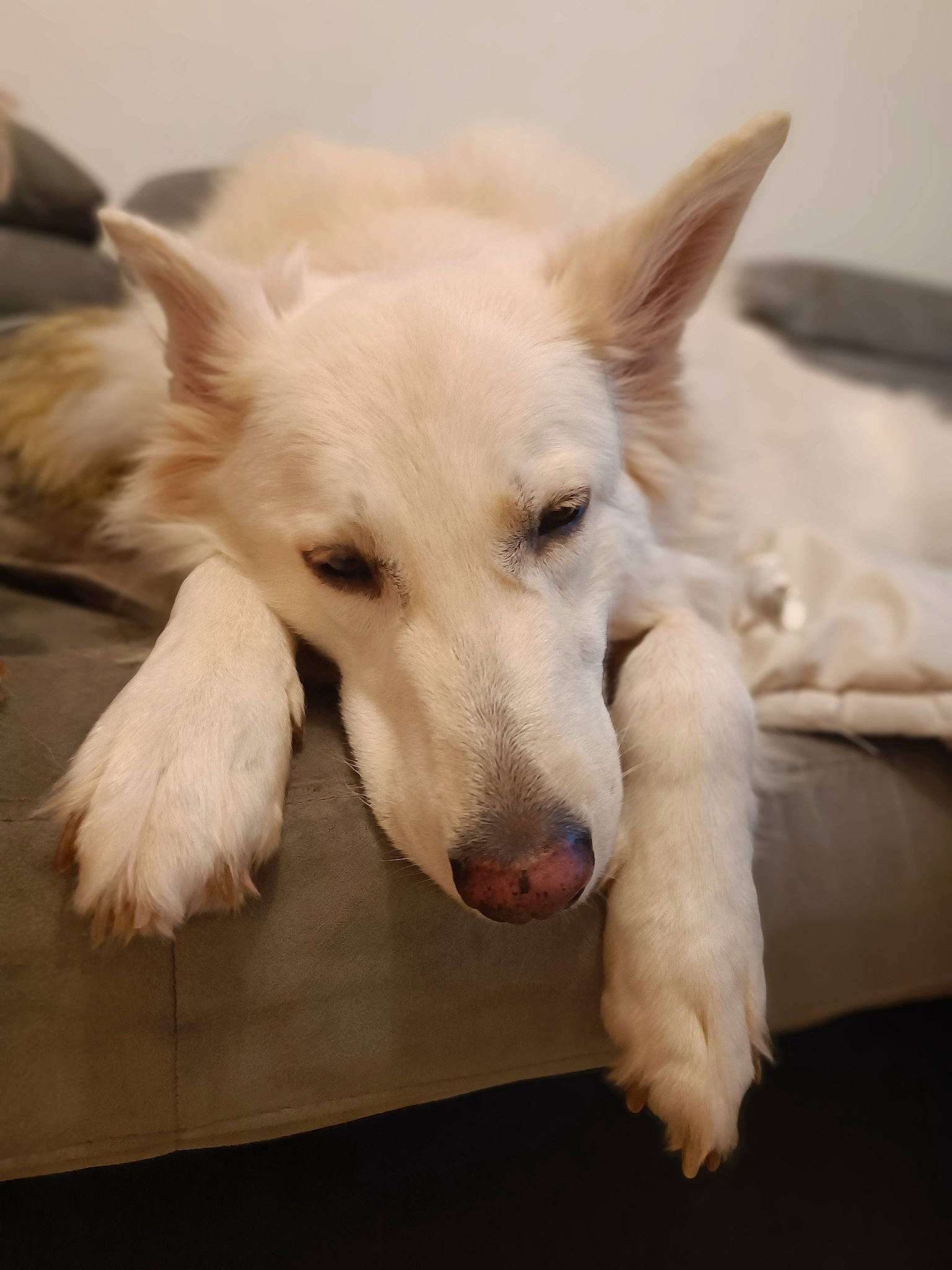 Lena participe au concours pour gagner de l'argent avec cette photo : carnivore, comfort, companion_dog, dog, dog_breed, fawn, flooring, foot, fur, happy, non_sporting_group, paw, puppy, tail, terrestrial_animal, whiskers, wood, working_animal, working_dog